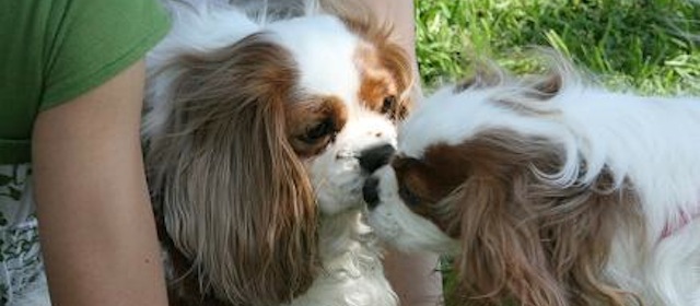 Dallas Fort Worth Cavalier King Charles Spaniel Club Rotating Header Image